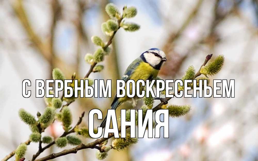Открытка на каждый день с именем, Сания С вербным воскресеньем верба Прикольная открытка с пожеланием онлайн скачать бесплатно 