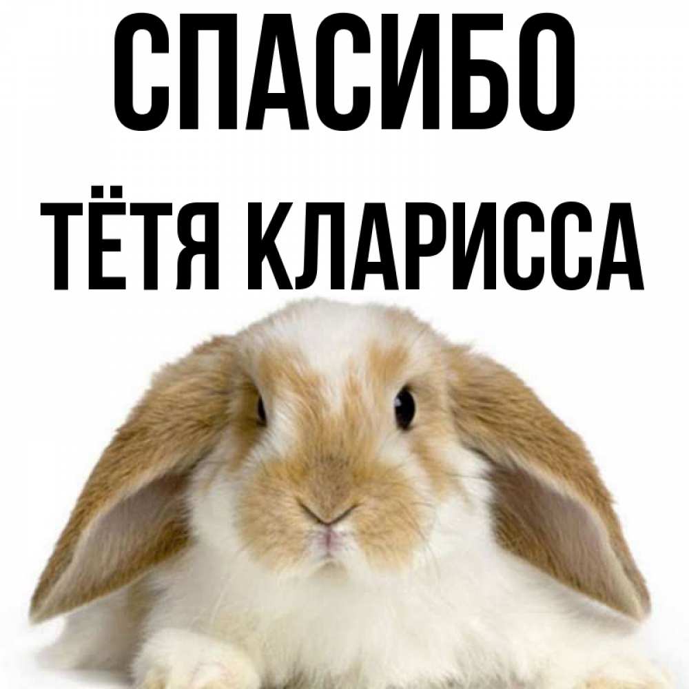 Открытка на каждый день с именем, Тётя-Кларисса Спасибо коричнево белый заяц Прикольная открытка с пожеланием онлайн скачать бесплатно 