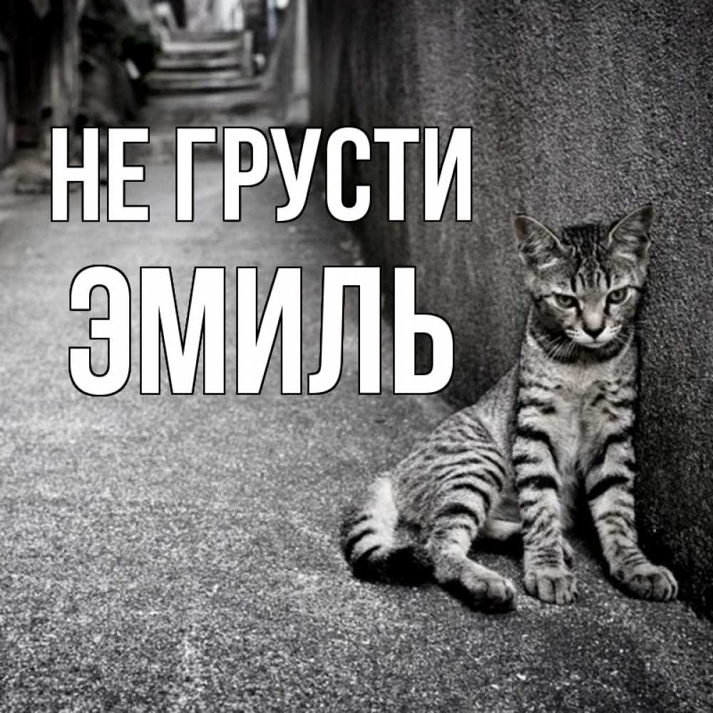 Открытка на каждый день с именем, Эмиль Не грусти скучающий котик Прикольная открытка с пожеланием онлайн скачать бесплатно 