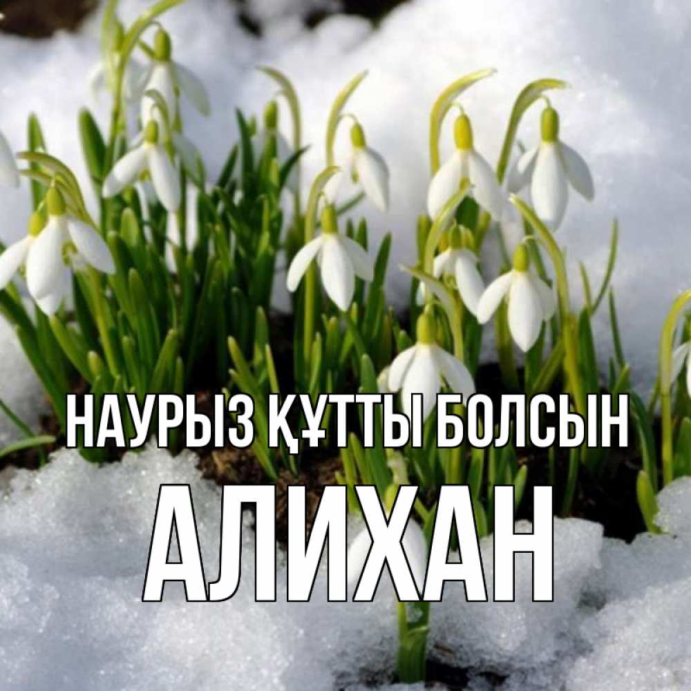 Открытка на каждый день с именем, Алихан Наурыз құтты болсын цветы весенние Прикольная открытка с пожеланием онлайн скачать бесплатно 