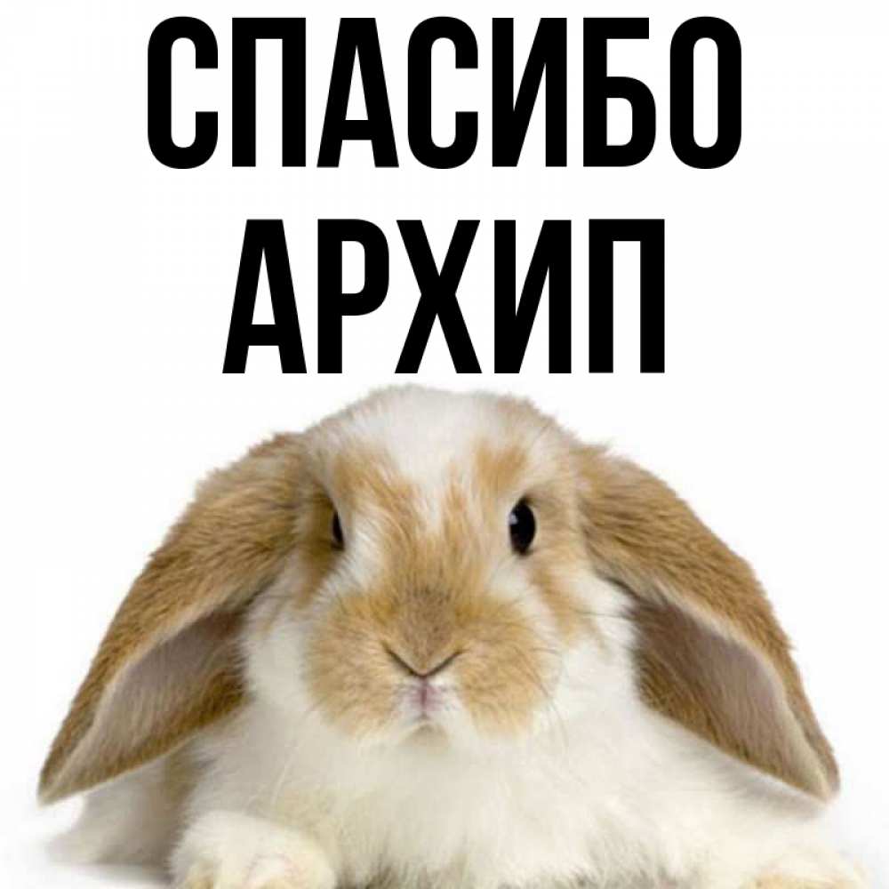 Открытка на каждый день с именем, Архип Спасибо коричнево белый заяц Прикольная открытка с пожеланием онлайн скачать бесплатно 