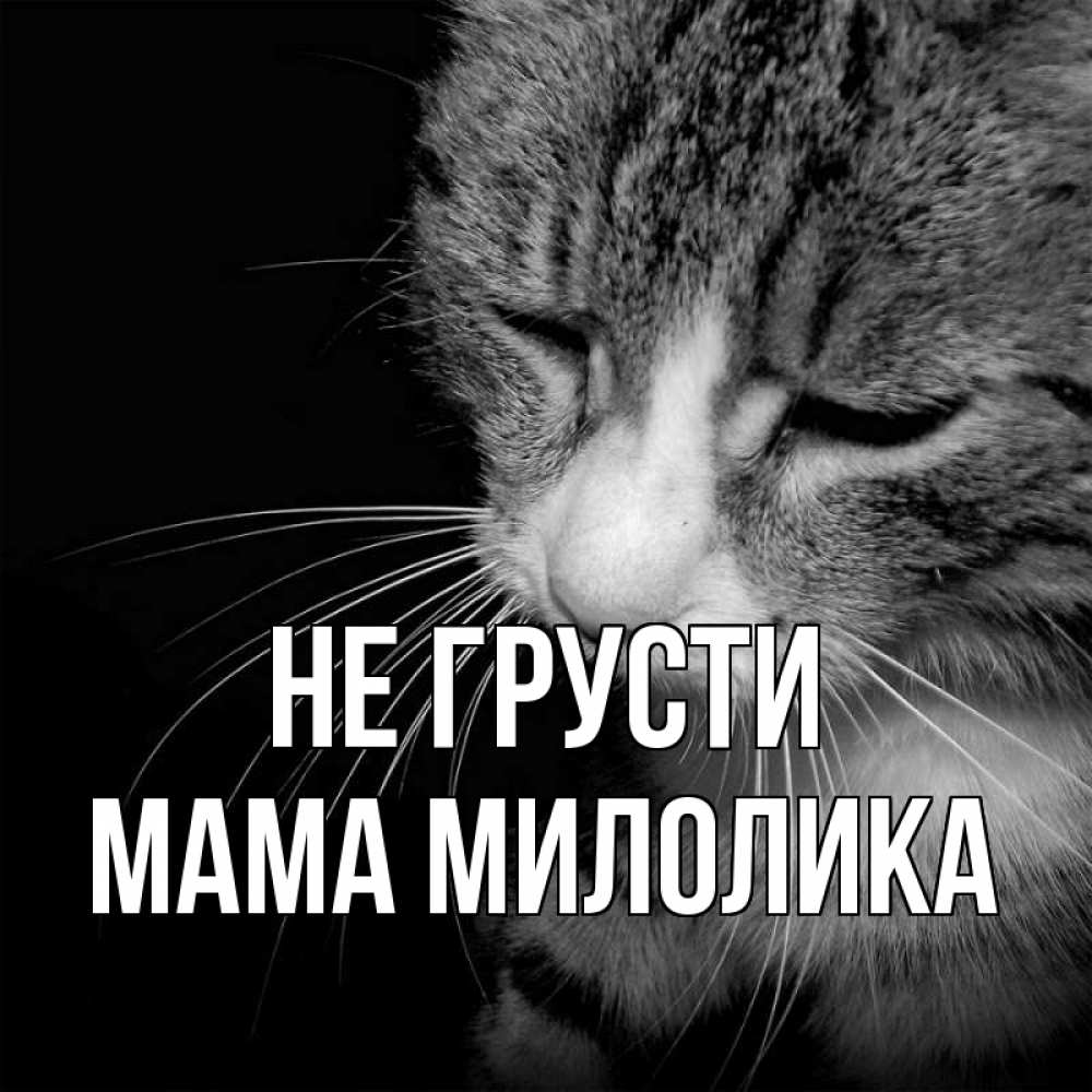 Открытка на каждый день с именем, Мама-Милолика Не грусти грустный котик Прикольная открытка с пожеланием онлайн скачать бесплатно 