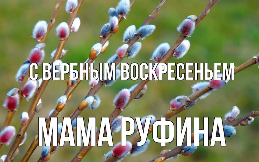 Открытка на каждый день с именем, Мама-Руфина С вербным воскресеньем верба Прикольная открытка с пожеланием онлайн скачать бесплатно 