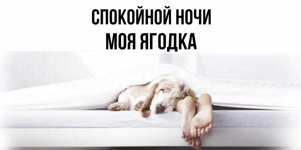 Открытка на каждый день с именем, Моя-ягодка Спокойной ночи кровать с собакой пожелание сладких снов и спокойной ночи Прикольная открытка с пожеланием онлайн скачать бесплатно 