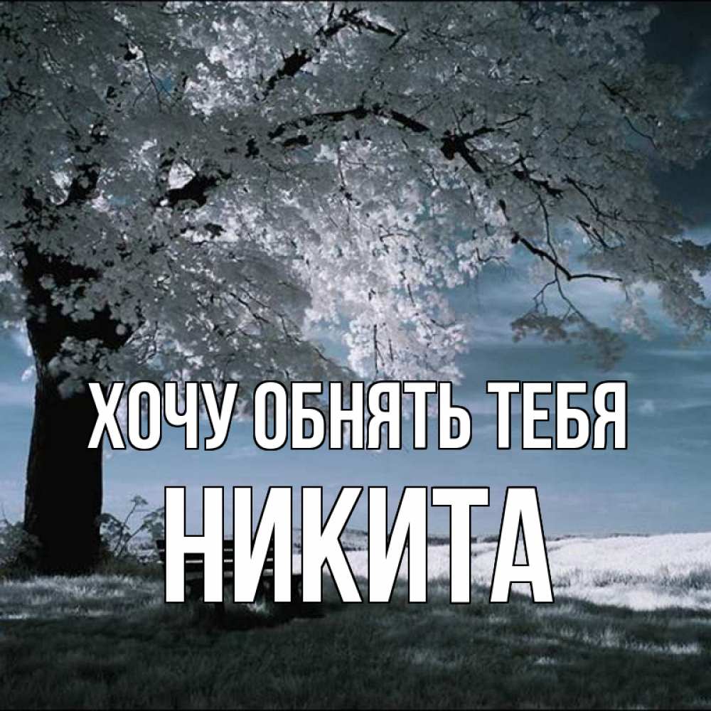 Открытка на каждый день с именем, Никита Хочу обнять тебя дерево Прикольная открытка с пожеланием онлайн скачать бесплатно 