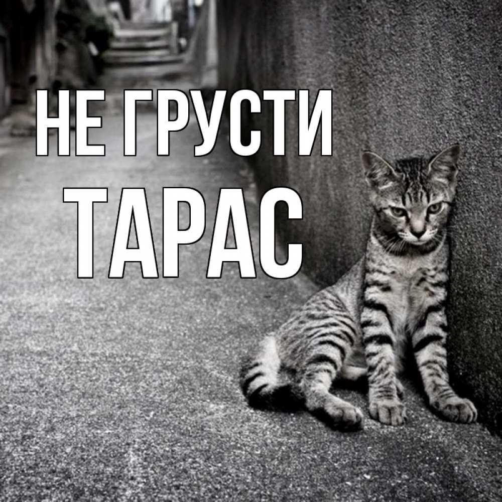 Открытка на каждый день с именем, Тарас Не грусти скучающий котик Прикольная открытка с пожеланием онлайн скачать бесплатно 