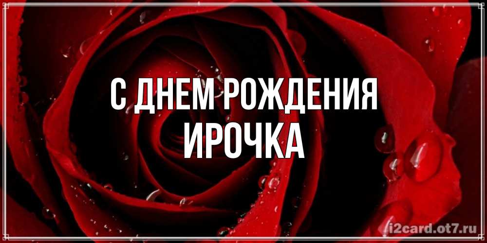 Открытка на каждый день с именем, ирочка С днем рождения крупная бордовая роза Прикольная открытка с пожеланием онлайн скачать бесплатно 