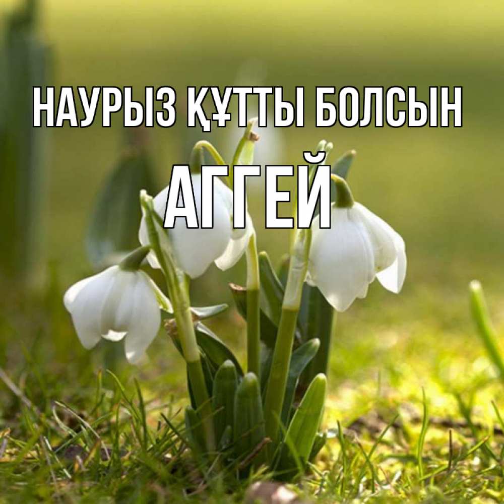 Открытка на каждый день с именем, Аггей Наурыз құтты болсын ранние цветы 2 Прикольная открытка с пожеланием онлайн скачать бесплатно 