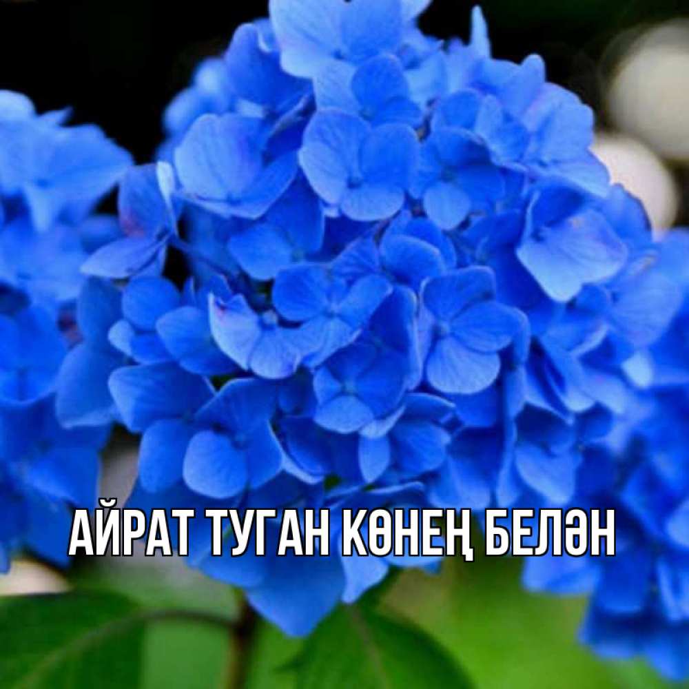 Открытка на каждый день с именем, Айрат-туган-көнең-белән Главная синие цветы Прикольная открытка с пожеланием онлайн скачать бесплатно 