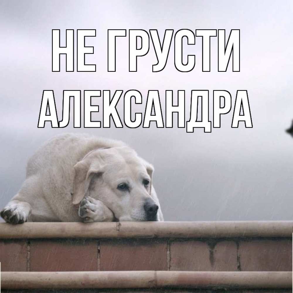 Открытка на каждый день с именем, Александра Не грусти белый пес 1 Прикольная открытка с пожеланием онлайн скачать бесплатно 