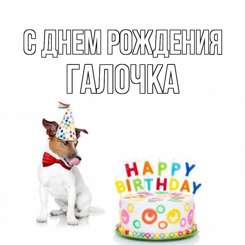 Открытка на каждый день с именем, ГАЛОЧКА С днем рождения праздник Прикольная открытка с пожеланием онлайн скачать бесплатно 