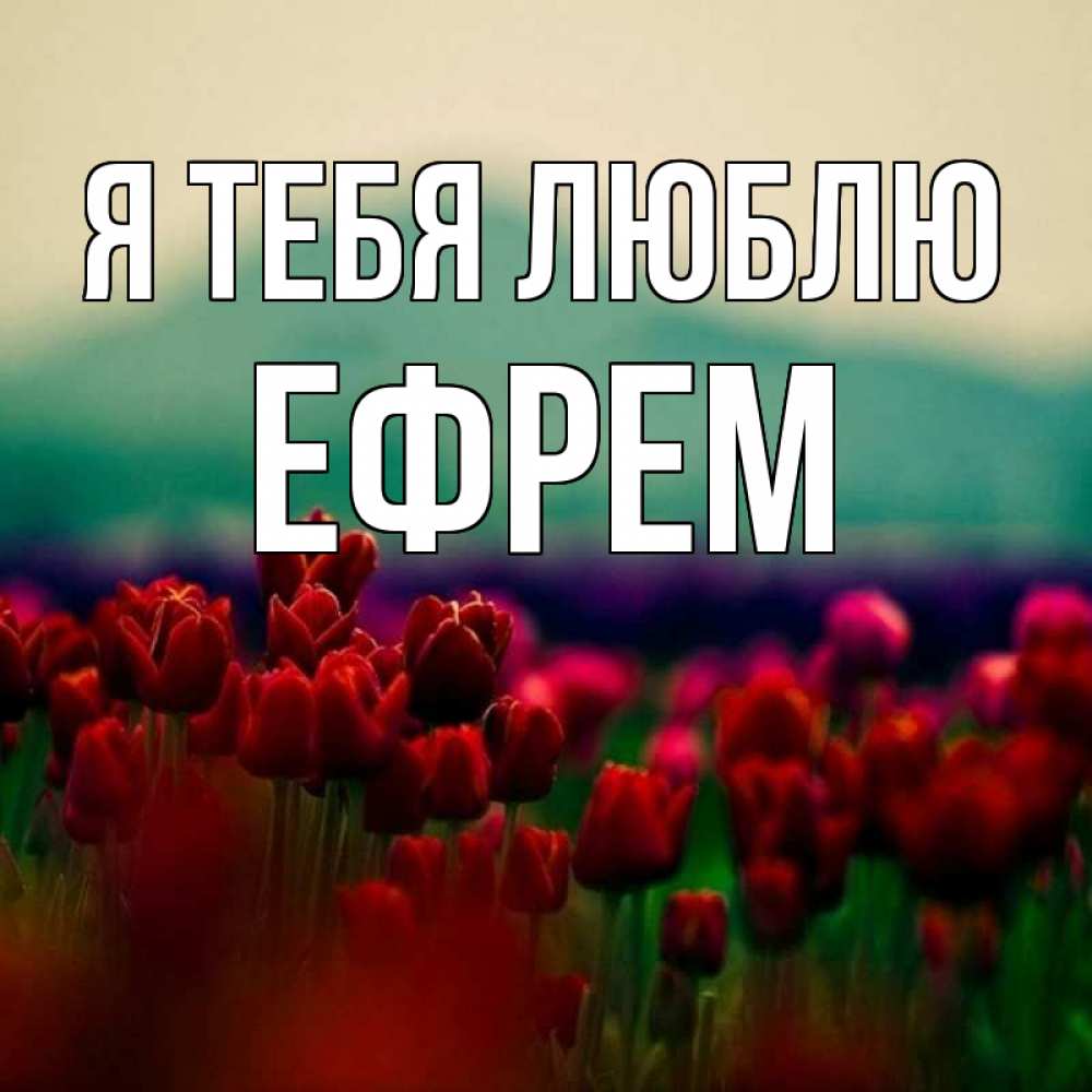 Открытка на каждый день с именем, Ефрем Я тебя люблю тюльпаны 4 Прикольная открытка с пожеланием онлайн скачать бесплатно 