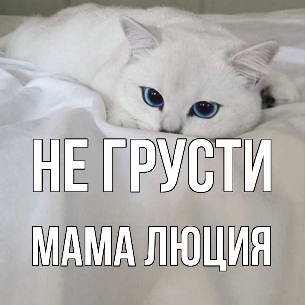 Открытка на каждый день с именем, Мама-Люция Не грусти белый кот с голубыми глазами на белоснежной кровати Прикольная открытка с пожеланием онлайн скачать бесплатно 