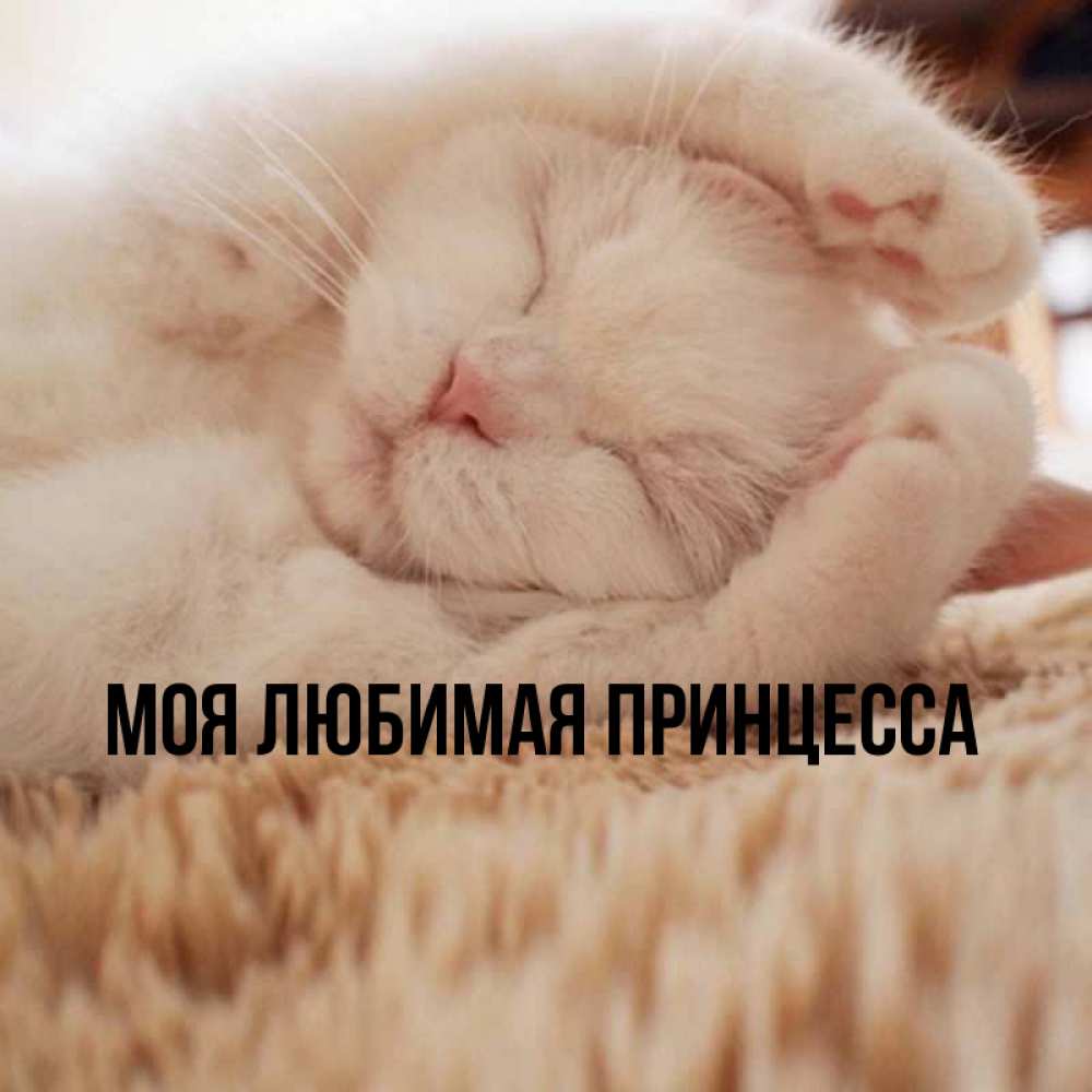 Открытка на каждый день с именем, Моя-Любимая-Принцесса Главная Котенок спит Прикольная открытка с пожеланием онлайн скачать бесплатно 