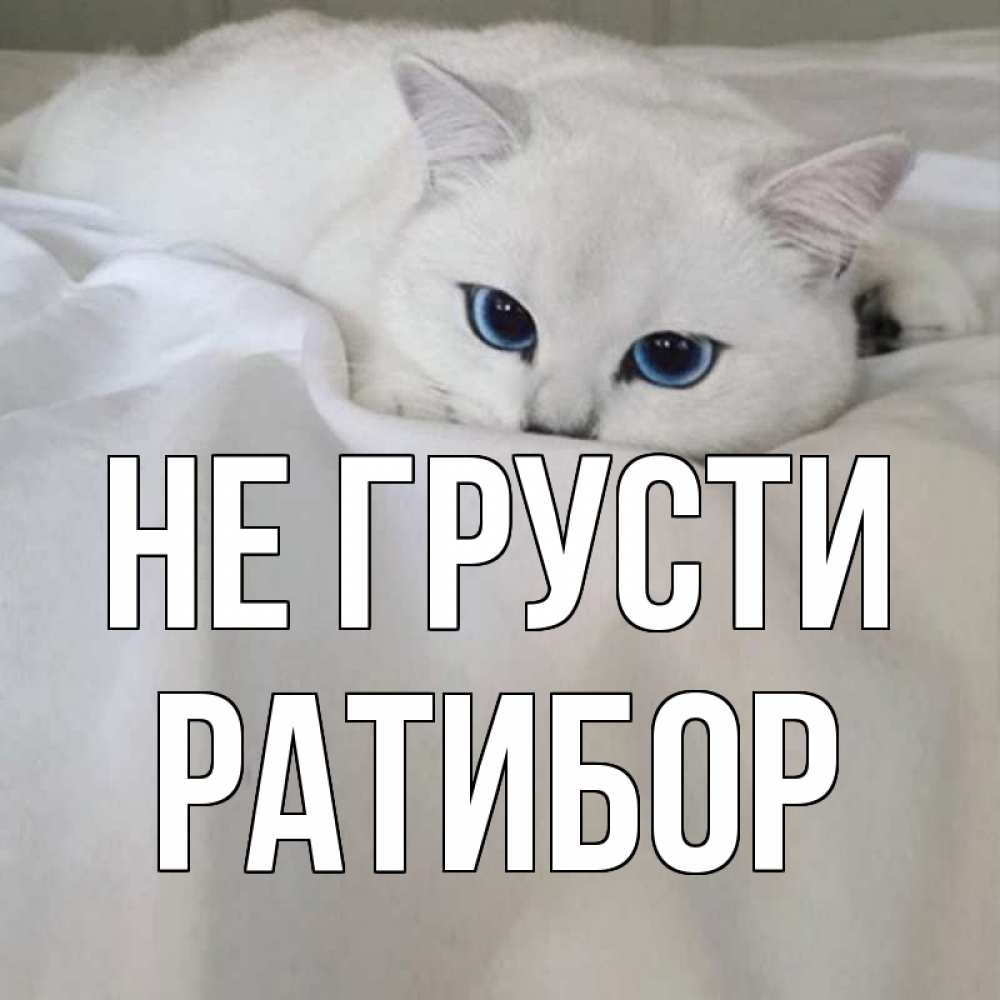 Открытка на каждый день с именем, Ратибор Не грусти белый кот с голубыми глазами на белоснежной кровати Прикольная открытка с пожеланием онлайн скачать бесплатно 