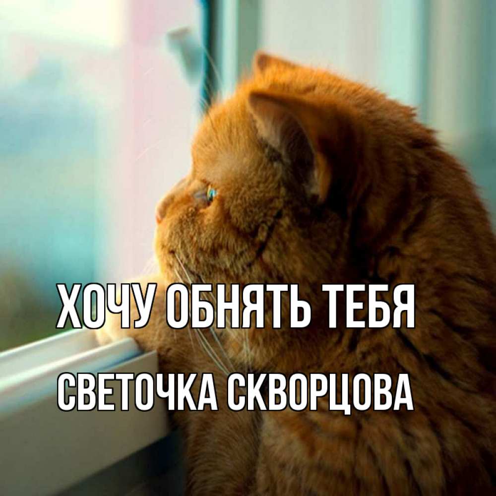 Открытка на каждый день с именем, СВЕТОЧКА-СКВОРЦОВА Хочу обнять тебя большой огромный рыжий котяра Прикольная открытка с пожеланием онлайн скачать бесплатно 