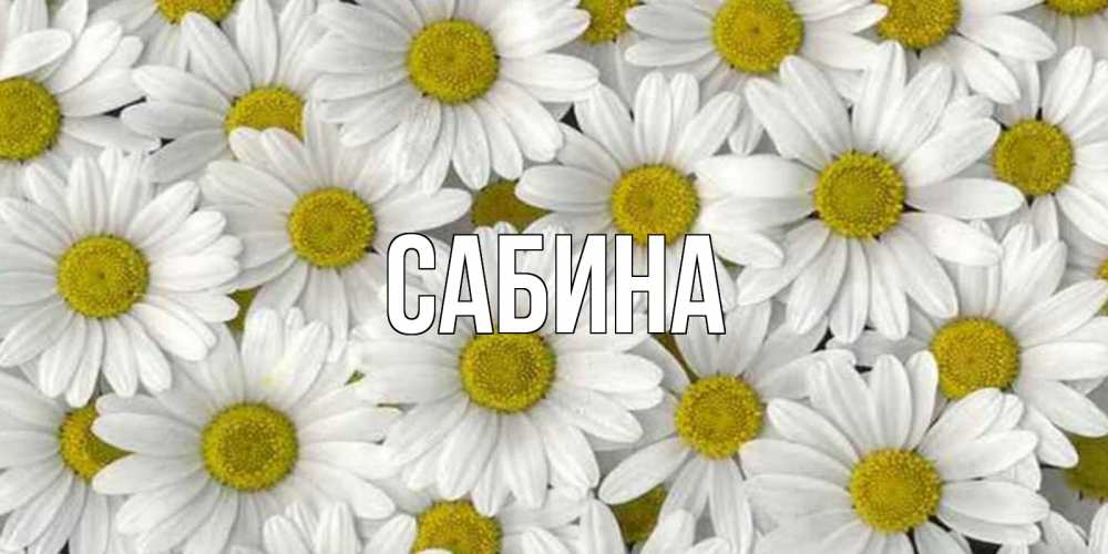 Открытка на каждый день с именем, Сабина Главная поляна ромашек Прикольная открытка с пожеланием онлайн скачать бесплатно 