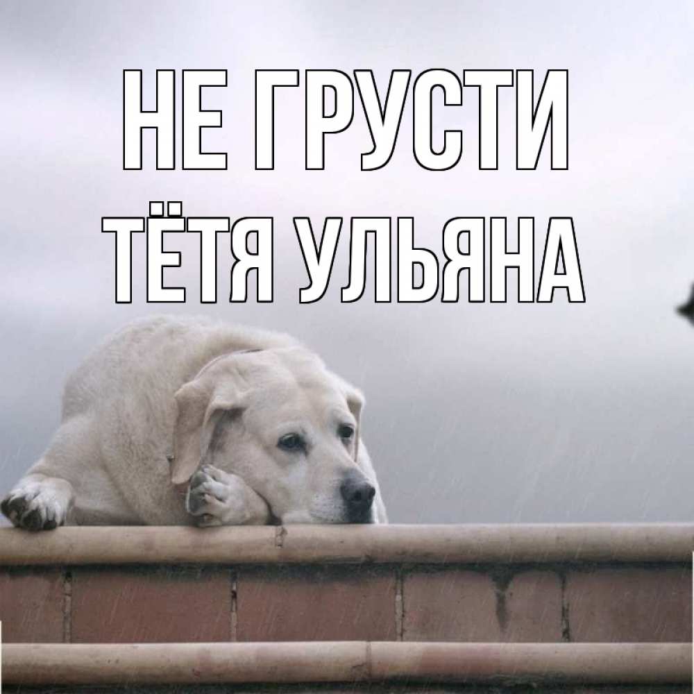 Открытка на каждый день с именем, Тётя-Ульяна Не грусти белый пес 1 Прикольная открытка с пожеланием онлайн скачать бесплатно 
