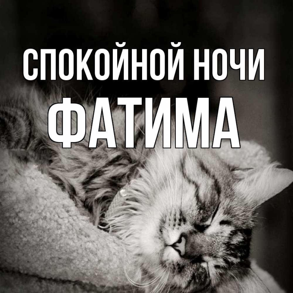 Открытка на каждый день с именем, Фатима Спокойной ночи котярик пушистый Прикольная открытка с пожеланием онлайн скачать бесплатно 