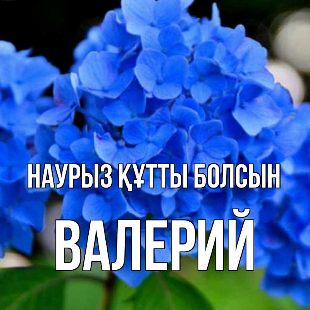 Открытка на каждый день с именем, Валерий Наурыз құтты болсын синие цветы Прикольная открытка с пожеланием онлайн скачать бесплатно 