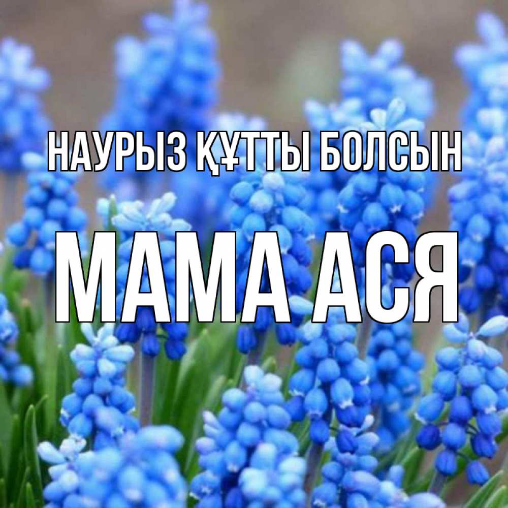 Открытка на каждый день с именем, Мама-Ася Наурыз құтты болсын Поздравительная открытка для женщин с цветами на праздничную дату Прикольная открытка с пожеланием онлайн скачать бесплатно 