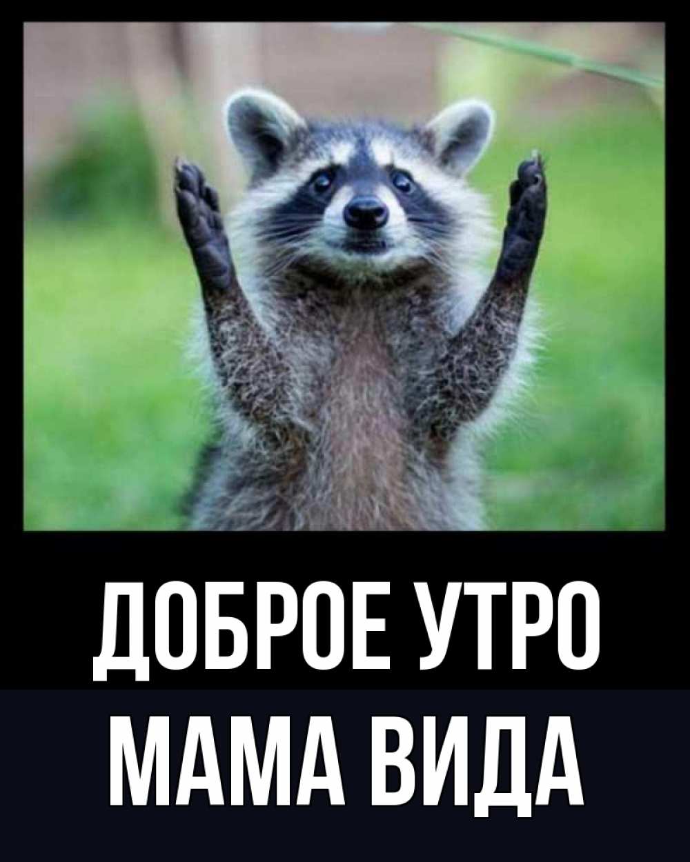 Открытка на каждый день с именем, Мама-Вида Доброе утро хорошее настроение утречком Прикольная открытка с пожеланием онлайн скачать бесплатно 