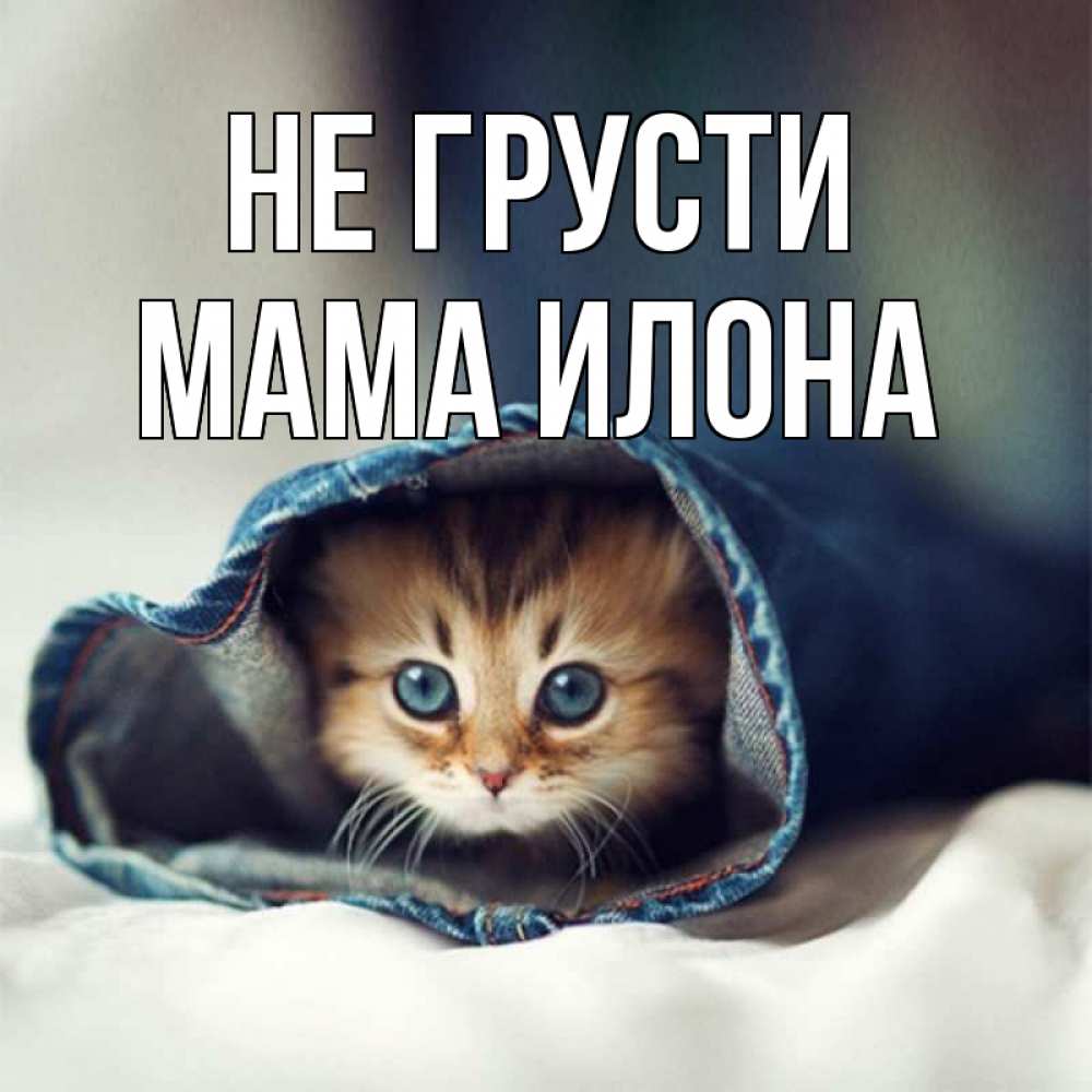 Открытка на каждый день с именем, Мама-Илона Не грусти кот в одежде Прикольная открытка с пожеланием онлайн скачать бесплатно 