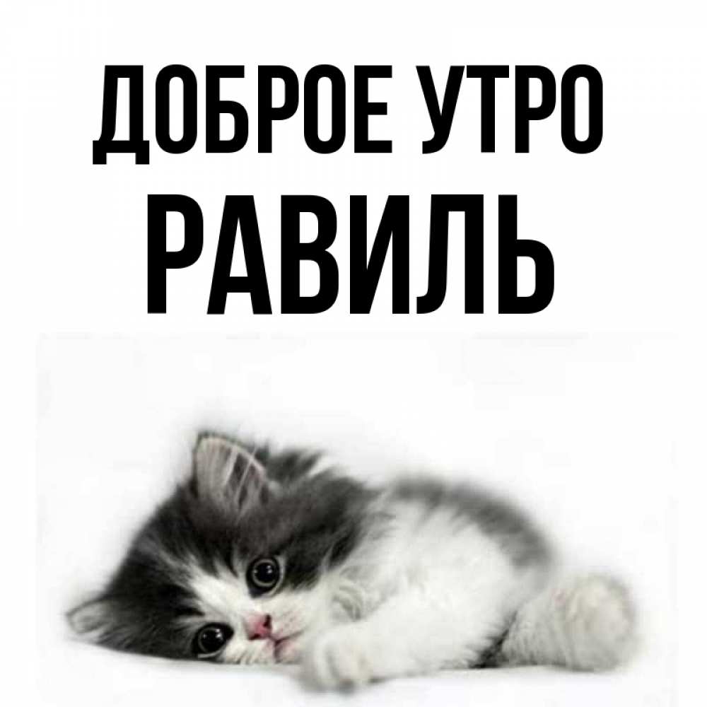 Открытка на каждый день с именем, Равиль Доброе утро кот лапки Прикольная открытка с пожеланием онлайн скачать бесплатно 