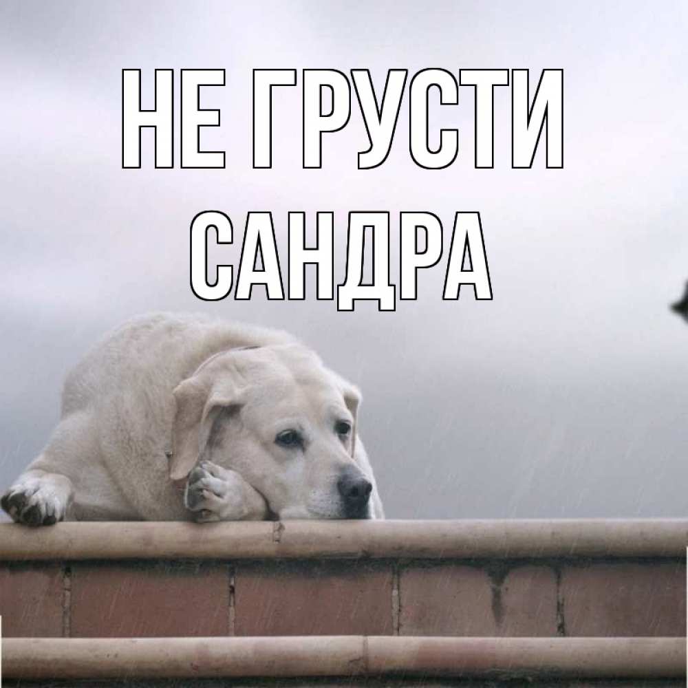 Открытка на каждый день с именем, Сандра Не грусти белый пес 1 Прикольная открытка с пожеланием онлайн скачать бесплатно 