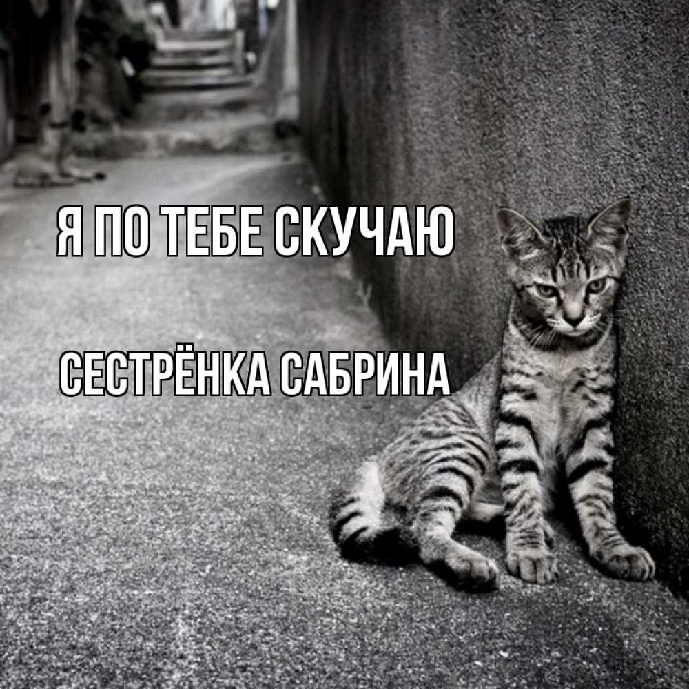 Открытка на каждый день с именем, Сестрёнка-Сабрина Я по тебе скучаю одиноко котику Прикольная открытка с пожеланием онлайн скачать бесплатно 