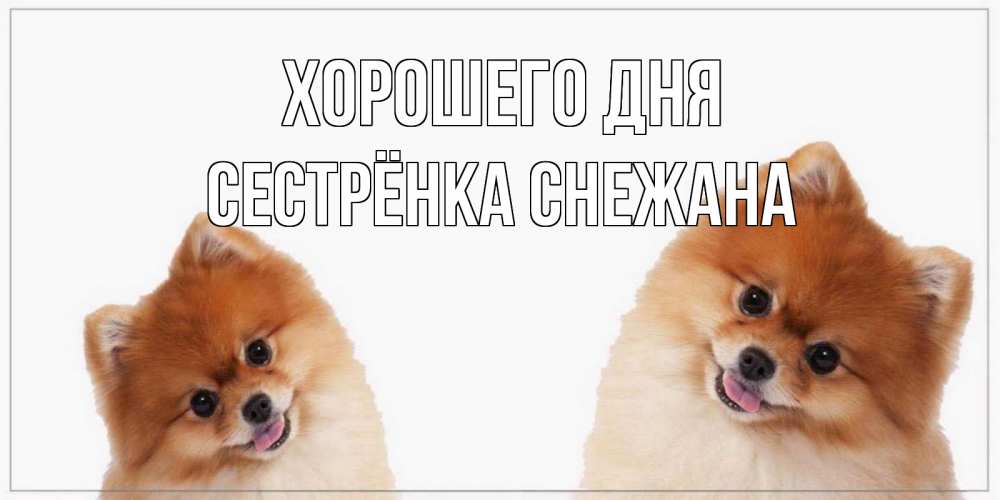 Открытка на каждый день с именем, Сестрёнка-Снежана Хорошего дня собачки желают прекрасного дня Прикольная открытка с пожеланием онлайн скачать бесплатно 