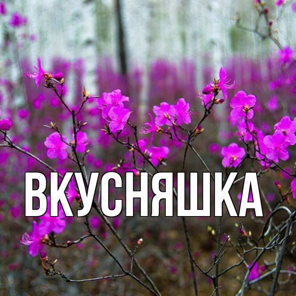 Открытка на каждый день с именем, Вкусняшка Главная дикие цветы Прикольная открытка с пожеланием онлайн скачать бесплатно 