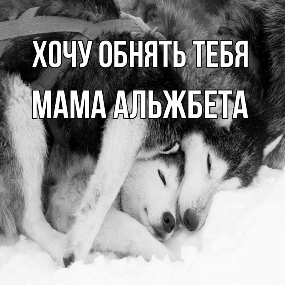 Открытка на каждый день с именем, Мама-Альжбета Хочу обнять тебя собачки в упряжке Прикольная открытка с пожеланием онлайн скачать бесплатно 