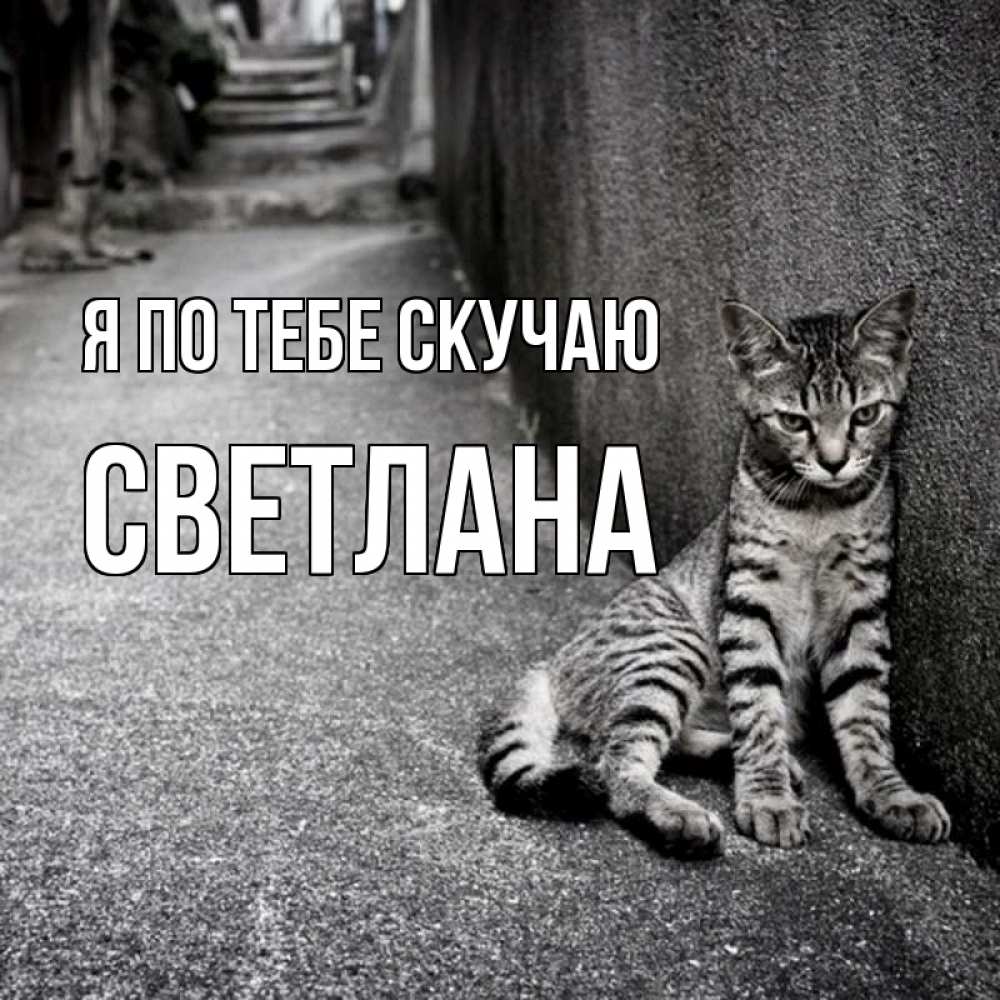 Открытка на каждый день с именем, Светлана Я по тебе скучаю одиноко котику Прикольная открытка с пожеланием онлайн скачать бесплатно 