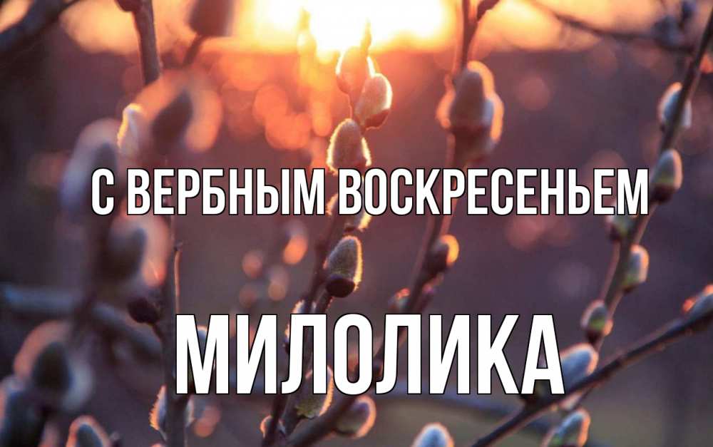 Открытка на каждый день с именем, Милолика С вербным воскресеньем верба Прикольная открытка с пожеланием онлайн скачать бесплатно 