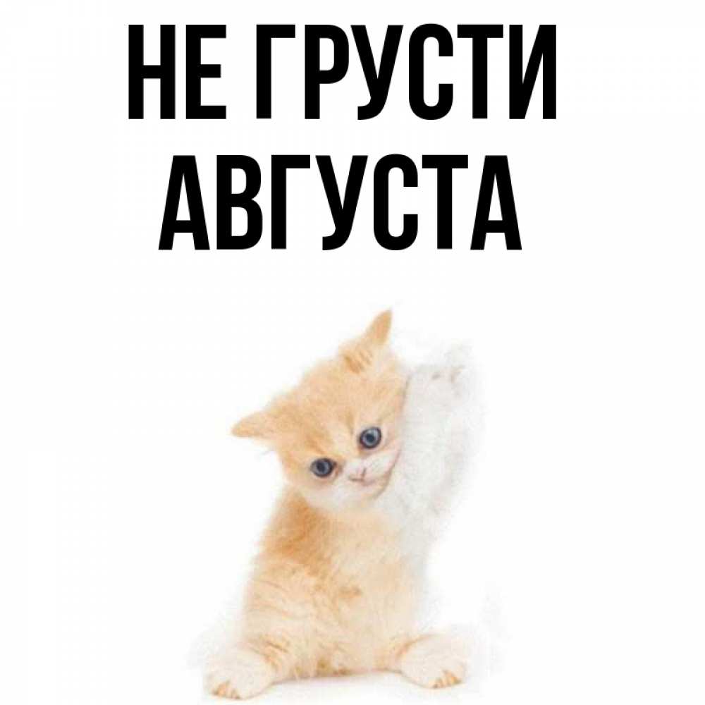 Открытка на каждый день с именем, Августа Не грусти просящий кот Прикольная открытка с пожеланием онлайн скачать бесплатно 