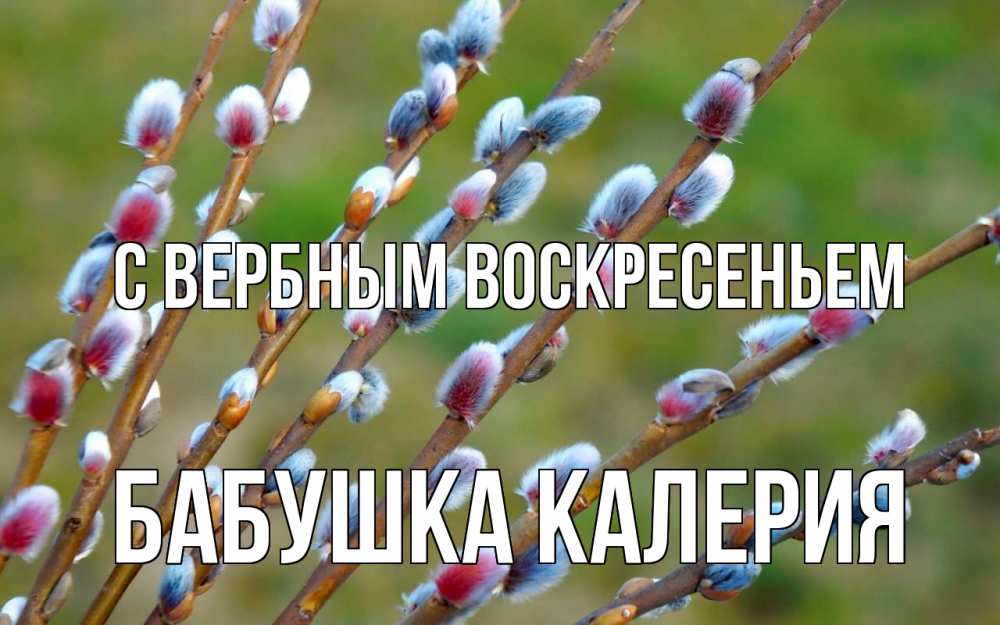 Открытка на каждый день с именем, Бабушка-Калерия С вербным воскресеньем верба Прикольная открытка с пожеланием онлайн скачать бесплатно 