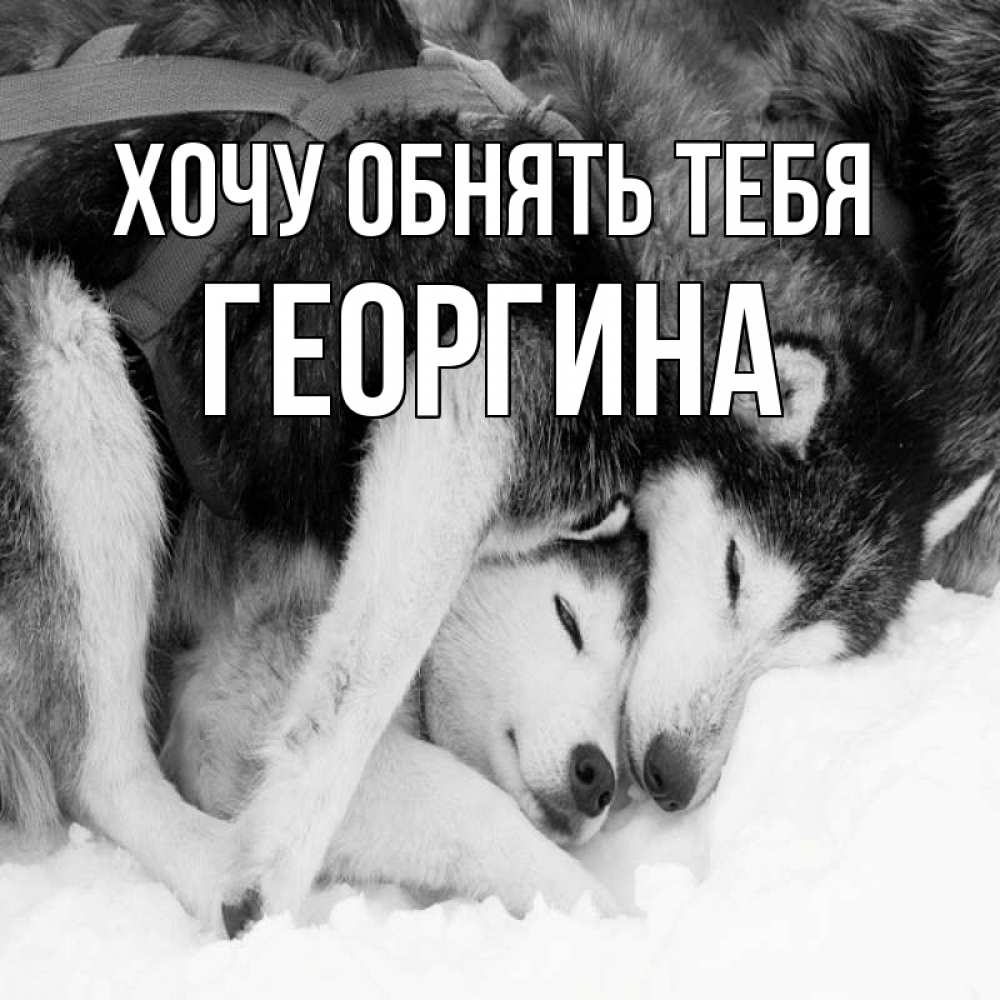 Открытка на каждый день с именем, Георгина Хочу обнять тебя собачки в упряжке Прикольная открытка с пожеланием онлайн скачать бесплатно 