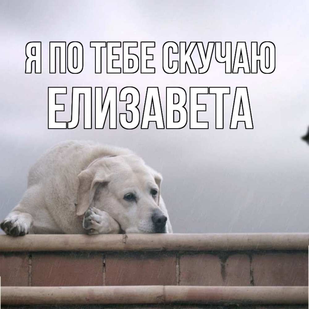 Открытка на каждый день с именем, Елизавета Я по тебе скучаю ждет Прикольная открытка с пожеланием онлайн скачать бесплатно 