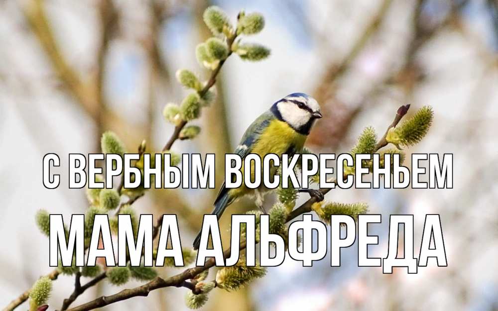 Открытка на каждый день с именем, Мама-Альфреда С вербным воскресеньем верба Прикольная открытка с пожеланием онлайн скачать бесплатно 