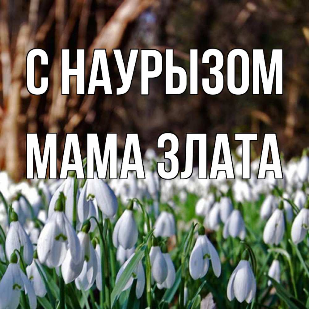 Открытка на каждый день с именем, Мама-Злата С наурызом с подснежниками 1 Прикольная открытка с пожеланием онлайн скачать бесплатно 