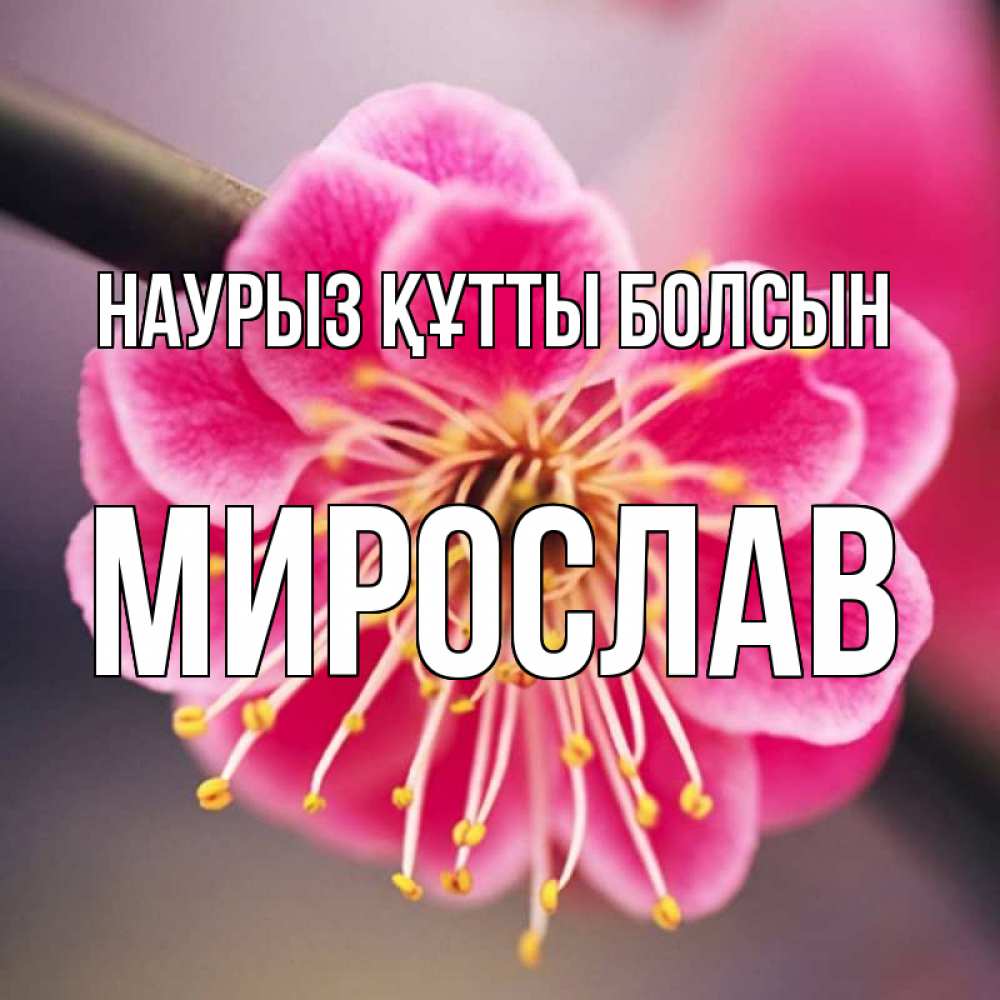 Открытка на каждый день с именем, Мирослав Наурыз құтты болсын цветы Прикольная открытка с пожеланием онлайн скачать бесплатно 