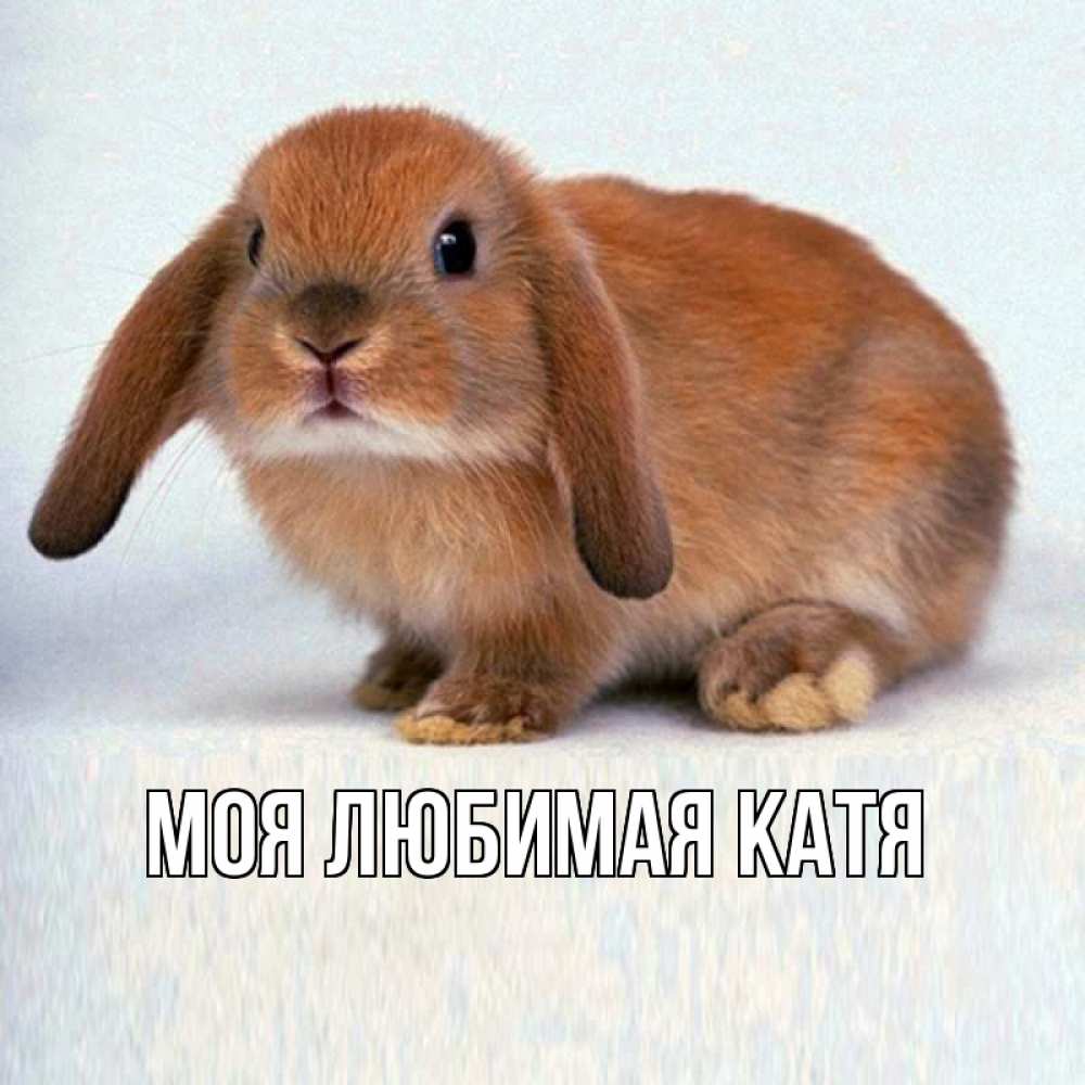 Открытка на каждый день с именем, Моя-любимая-Катя Главная вставить текст в открытку по выбору Прикольная открытка с пожеланием онлайн скачать бесплатно 