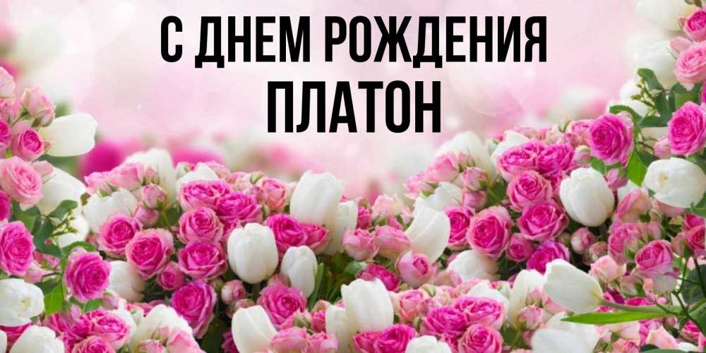 Открытка на каждый день с именем, Платон С днем рождения открытка с разными розами Прикольная открытка с пожеланием онлайн скачать бесплатно 