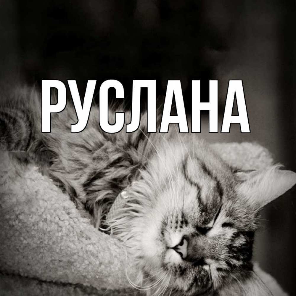 Открытка на каждый день с именем, Руслана Главная котярик пушистый Прикольная открытка с пожеланием онлайн скачать бесплатно 