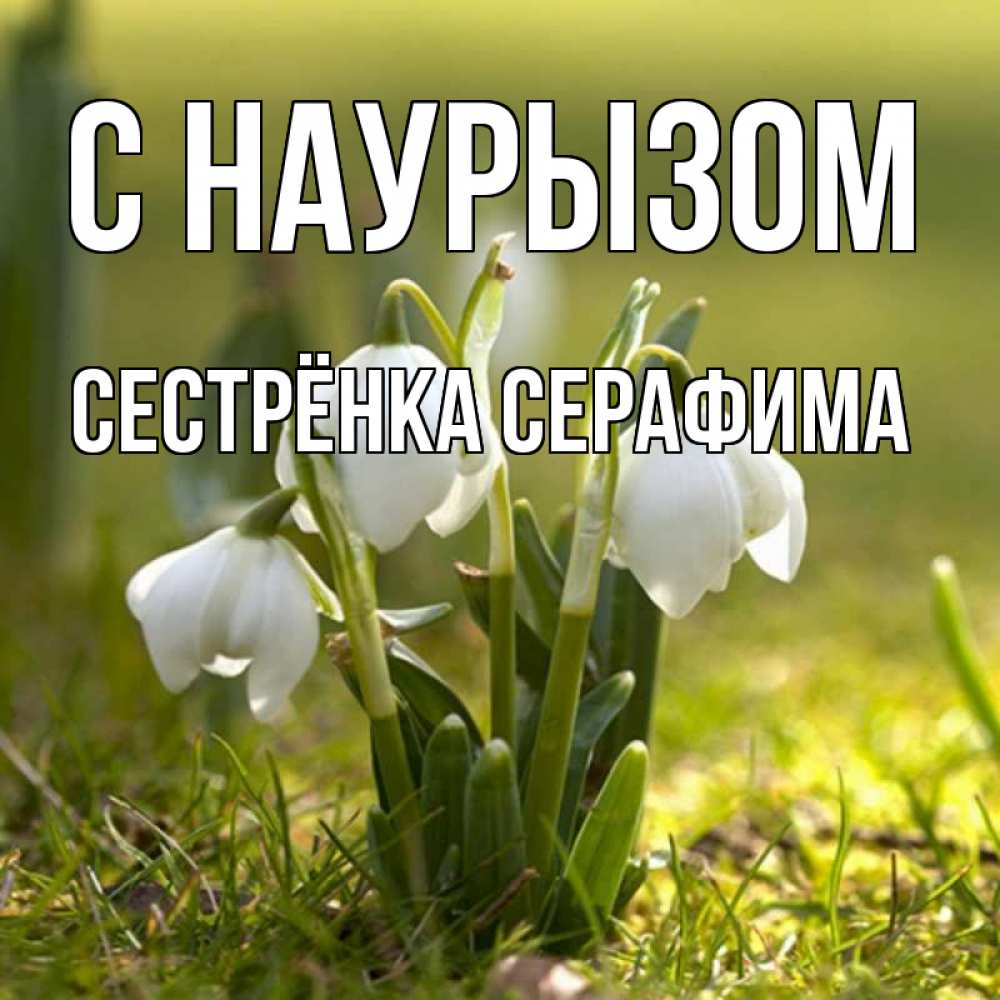Открытка на каждый день с именем, Сестрёнка-Серафима С наурызом ранние цветы 2 Прикольная открытка с пожеланием онлайн скачать бесплатно 