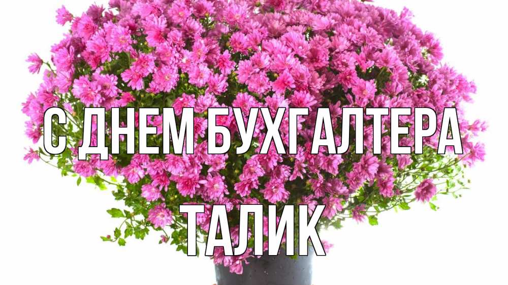 Открытка на каждый день с именем, Талик С днем бухгалтера с днем бухгалтера Прикольная открытка с пожеланием онлайн скачать бесплатно 