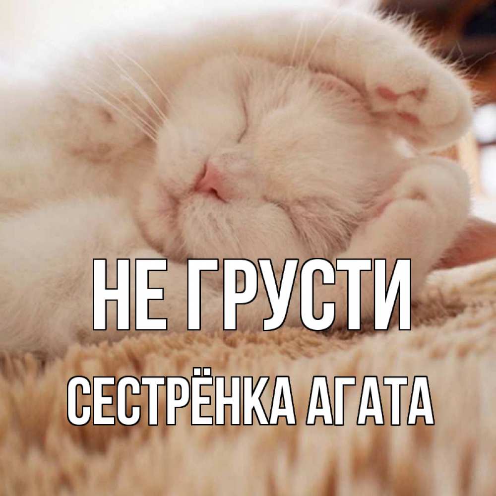 Открытка на каждый день с именем, Сестрёнка-Агата Не грусти белый кот Прикольная открытка с пожеланием онлайн скачать бесплатно 