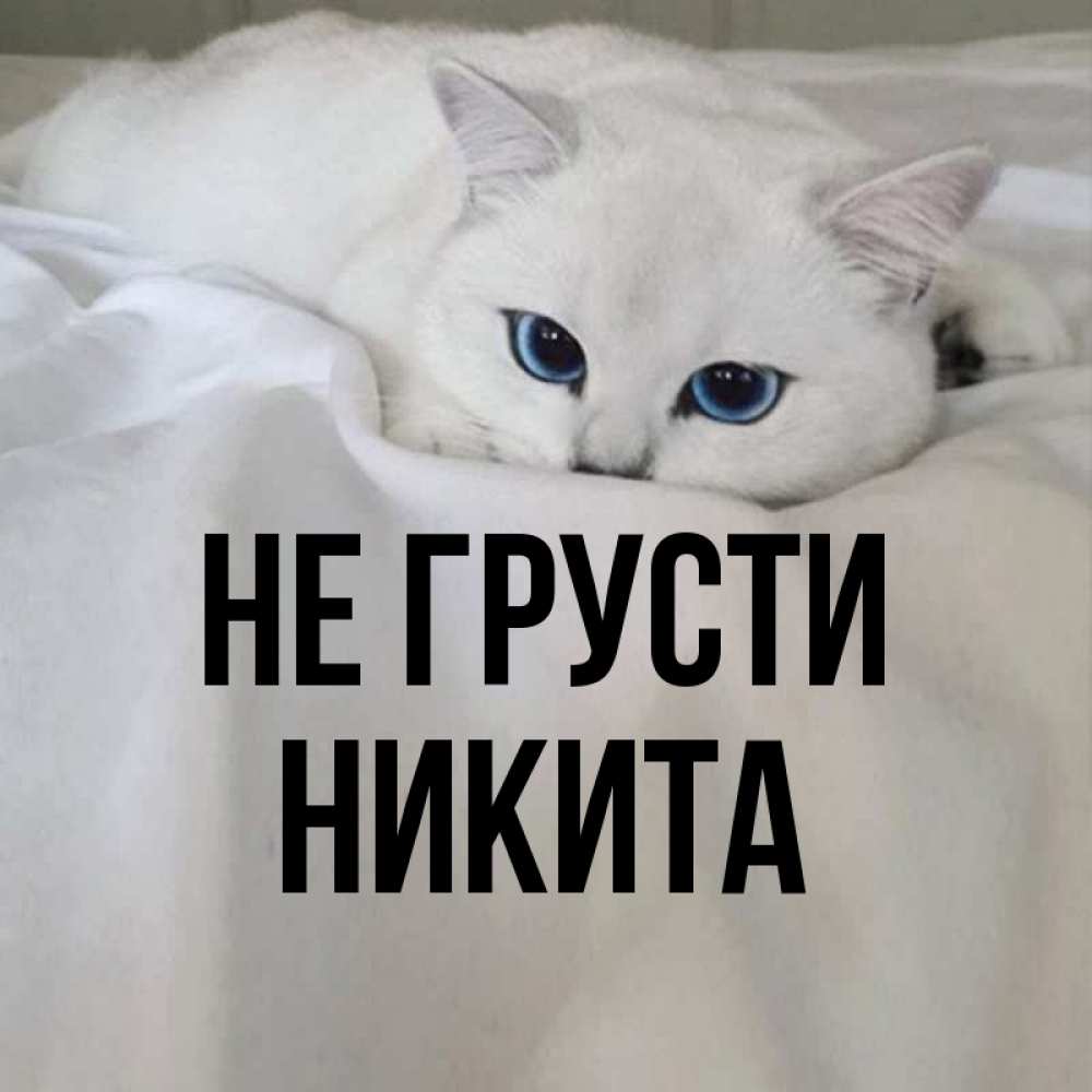 Не никитулька