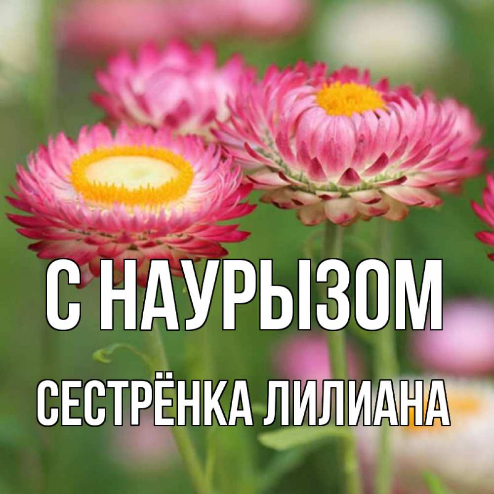Открытка на каждый день с именем, Сестрёнка-Лилиана С наурызом подарок на международный женский день Прикольная открытка с пожеланием онлайн скачать бесплатно 